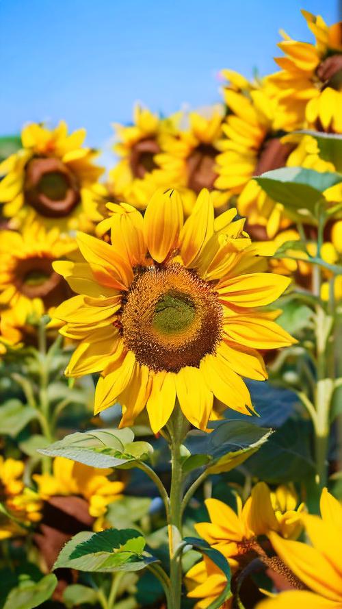 向日葵污染aq将全面更新？网友：热门视频资源应有尽有！