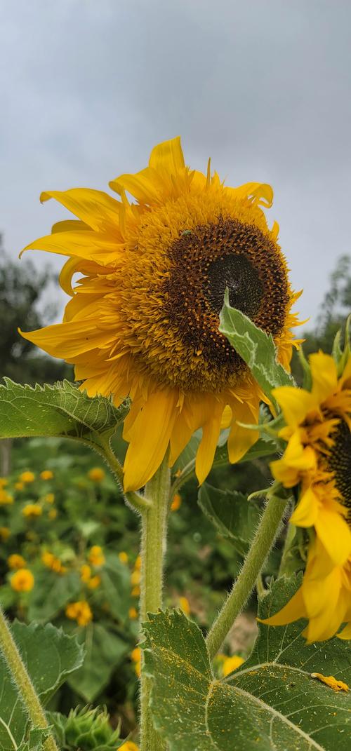向日葵视频观看视频免费版,超级有趣的追剧软件 向日葵视频观看视频免费版,超级有趣的追剧软件