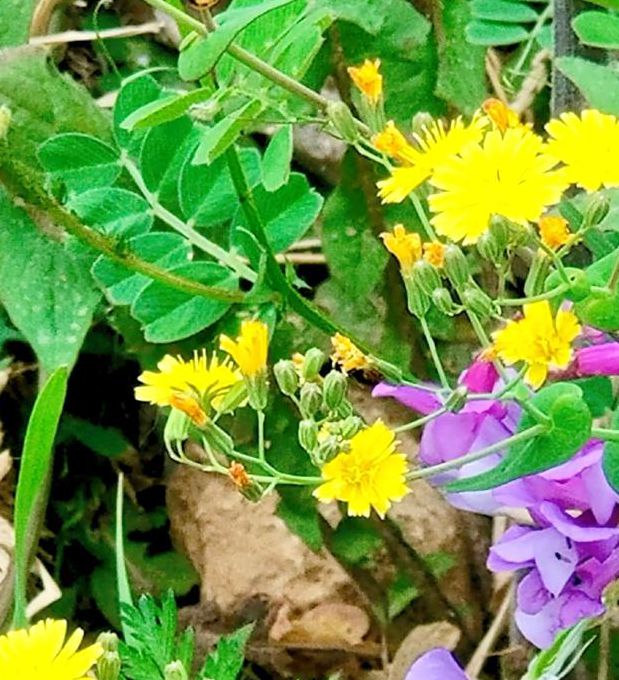 野花视频在线观看免费观看手机版V8.8.5_野花视频在线观看免费观看安装