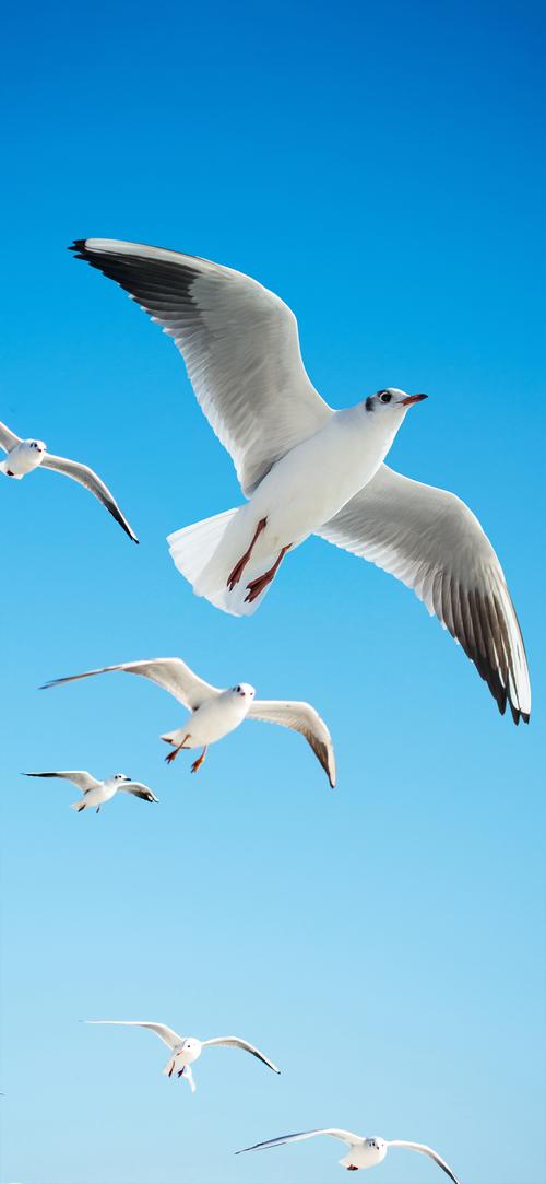 海鸥社交手机版访问恢复？网友：可以进去了！