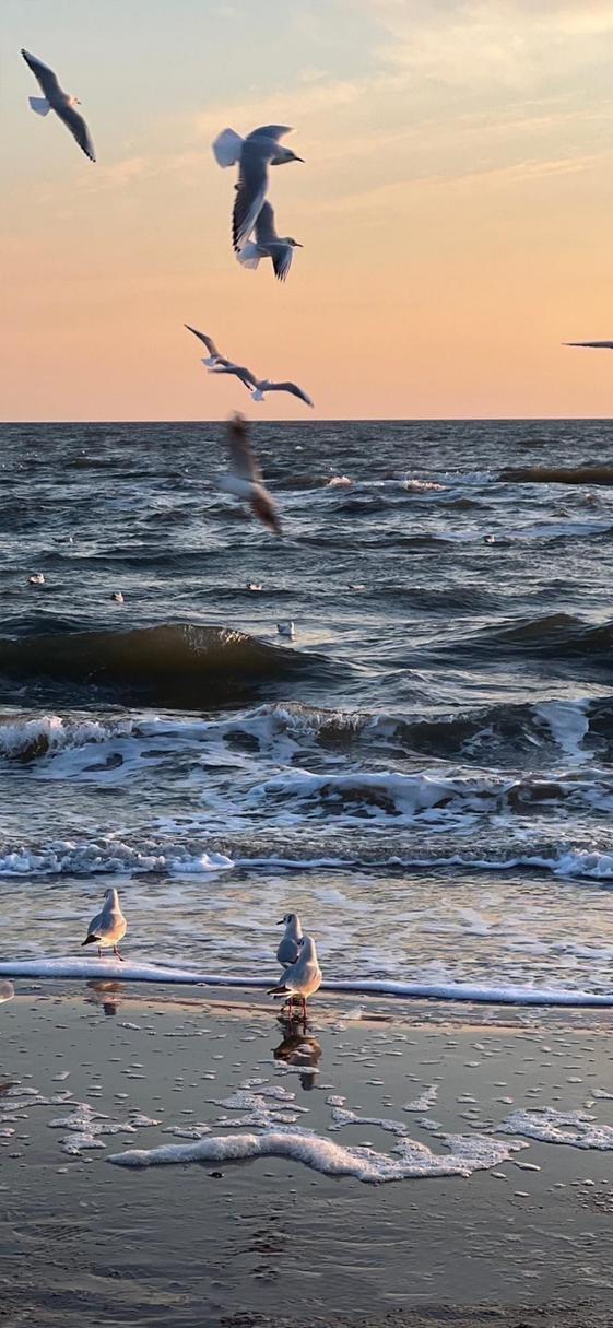 海鸥社交手机版访问恢复？网友：可以进去了！