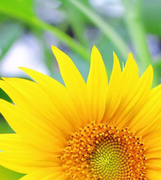 向日葵视频下载安装无限看丝瓜ios视频免费版苹果,主打社交元素的短视频分享平台 向日葵视频下载安装无限看丝瓜ios视频免费版苹果,主打社交元素的短视频分享平台