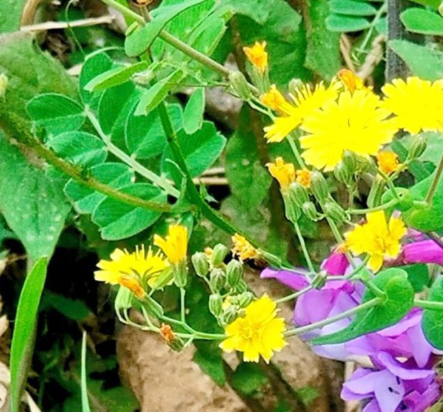 野花免费观看高清在线观看6免费版手机版V2.5.5_野花免费观看高清在线观看6免费版最新版下载