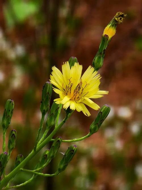 野花免费观看高清在线观看6免费版手机版V2.5.5_野花免费观看高清在线观看6免费版最新版下载