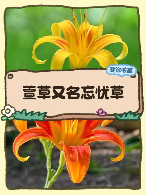 忘忧草在线手机版V1.8.5_忘忧草在线APP下载