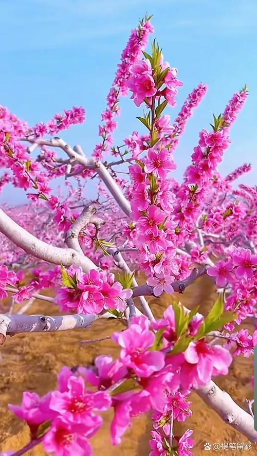 桃花视频资源在线观看最新版V7.9.2_桃花视频资源在线观看应用下载 桃花视频资源在线观看最新版V7.9.2_桃花视频资源在线观看应用下载