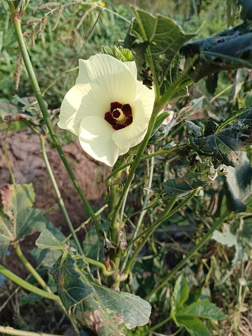 秋葵视频下载汅api免费免费提供，网友：白嫖开始！