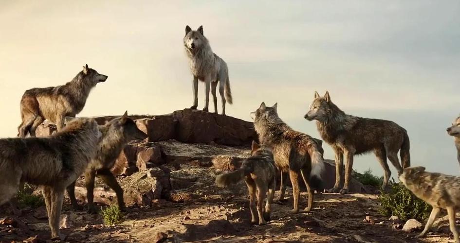 狼群视频在线高清免费观看手机版V2.5.4_狼群视频在线高清免费观看最新版下载