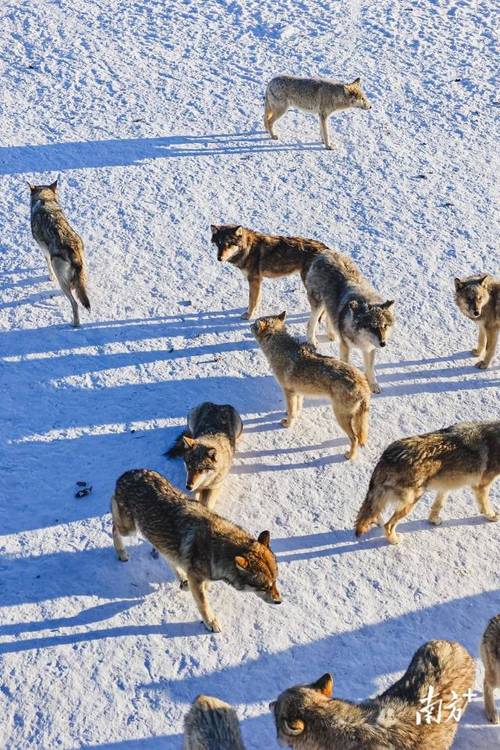 狼群视频在线高清免费观看手机版V2.5.4_狼群视频在线高清免费观看最新版下载