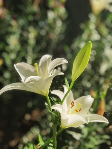 百合肉片资源无码免费,以直播为主题打造的软件