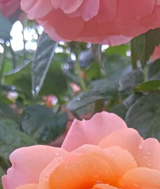 花开堪折下载,内置海量资源的影视播放应用