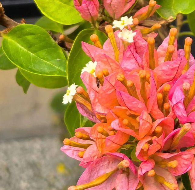 花开堪折下载,内置海量资源的影视播放应用