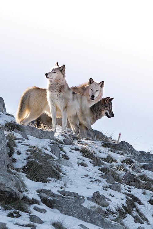 狼群社区视频www最新版V4.9.9_狼群社区视频www应用下载