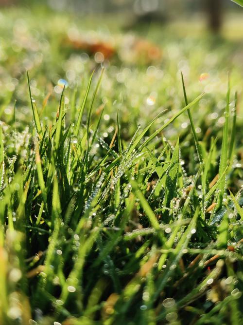 露水视频在线下载ios,聚集高颜值女主播的直播秀场