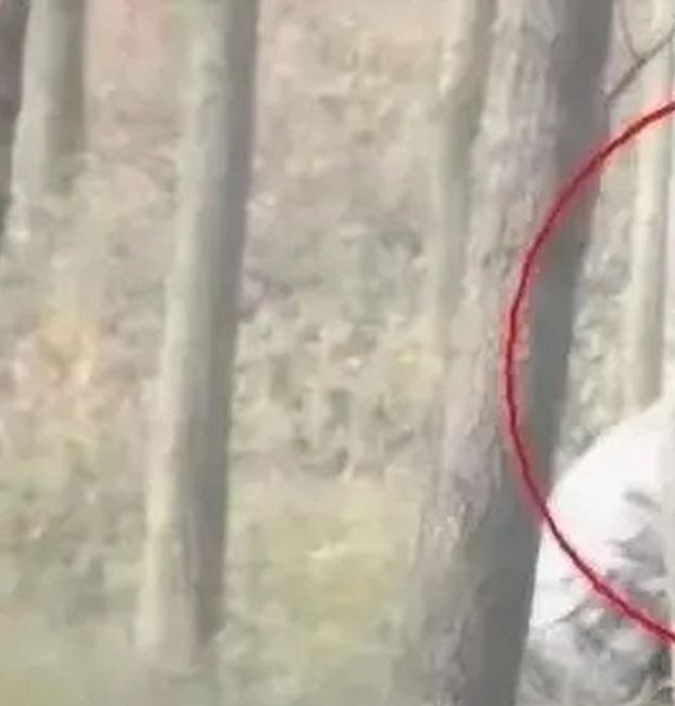 树林老头偷腥视频播放永久会员免费领，网友：注册就有