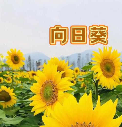 向日葵app下载汅api免费下载应用V1.1.8_向日葵app下载汅api免费下载安装下载
