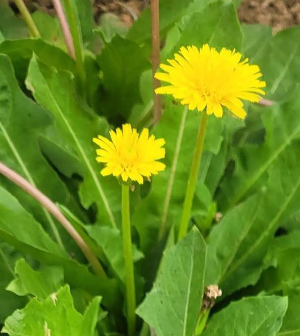 野花2019社区高清视频应用V4.6.5_野花2019社区高清视频软件下载