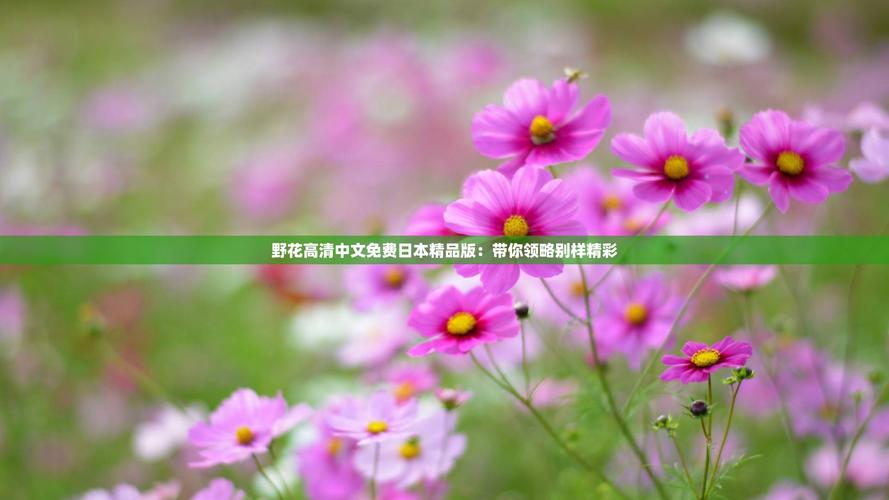 野花2019社区高清视频应用V4.6.5_野花2019社区高清视频软件下载