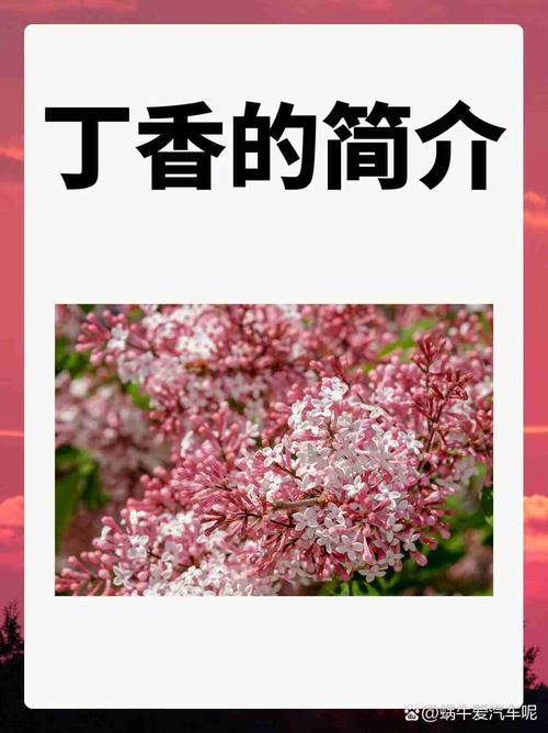 一区二区丁香国语版大量数据丢失，平台回应：服务器崩了