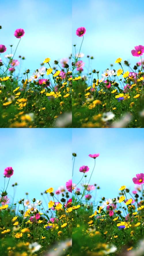 野花视频1.1.1安卓版全天开放?平台:不限时提供! 野花视频1.1.1安卓版全天开放?平台:不限时提供!