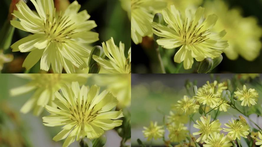 野花视频新版已完成升级，网友：体验感更强