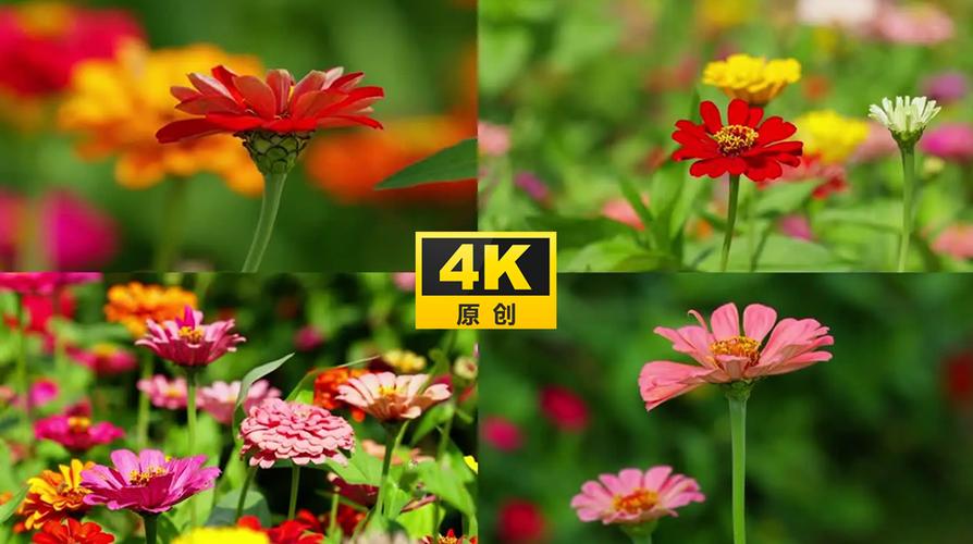 野花视频新版已完成升级，网友：体验感更强