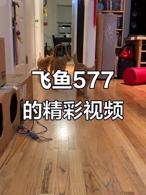 飞鱼视频app下载,一网打尽想看的这里都有