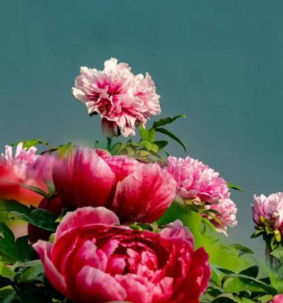 国色天香社区视频免费应用V5.9.6_国色天香社区视频免费APP下载 国色天香社区视频免费应用V5.9.6_国色天香社区视频免费APP下载