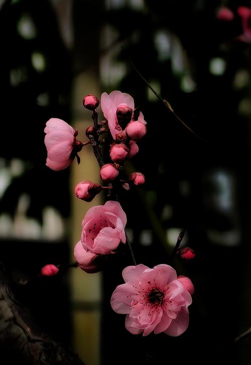 梅花视频app下载免费安装,极具亮点的视频播放软件 梅花视频app下载免费安装,极具亮点的视频播放软件