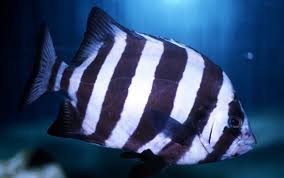 关于条石鲷幼鱼的生活习性有哪些?它们展现出哪些独特的行为特征?
关于条石鲷幼鱼的生活习性有哪些?它们展现出哪些独特的行为特征?