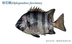 关于条石鲷幼鱼的生活习性有哪些?它们展现出哪些独特的行为特征?
关于条石鲷幼鱼的生活习性有哪些?它们展现出哪些独特的行为特征?