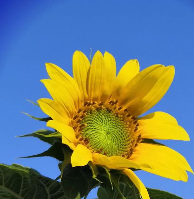 xrk1_3_0ark向日葵BD高清流失了很多用户，网友：限制太多了