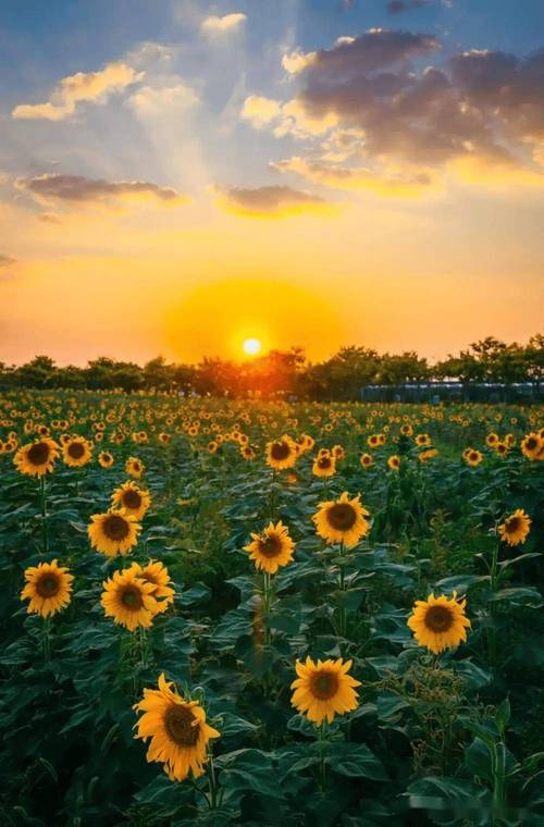 xrk1_3_0ark向日葵BD高清流失了很多用户，网友：限制太多了