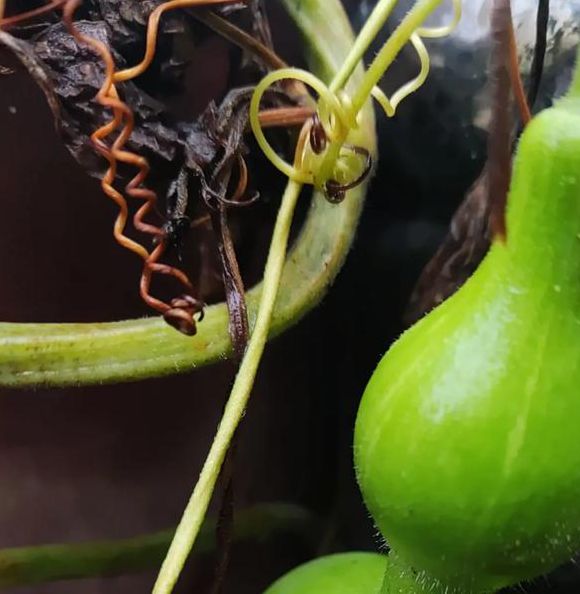 葫芦美女视频安装应用V2.5.1_葫芦美女视频安装软件下载