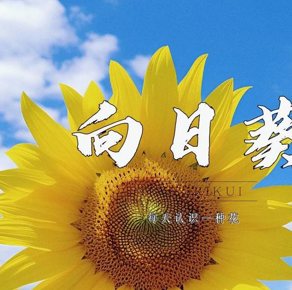 xrk1_3_0ark向日葵777免费使用,网友:真的是好消息 xrk1_3_0ark向日葵777免费使用,网友:真的是好消息