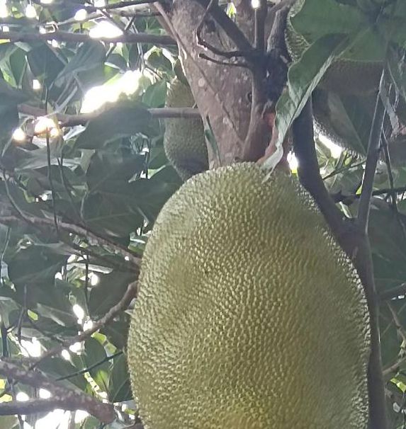 菠萝蜜视频进入通道年轻人的专属，网友：备受大家喜爱