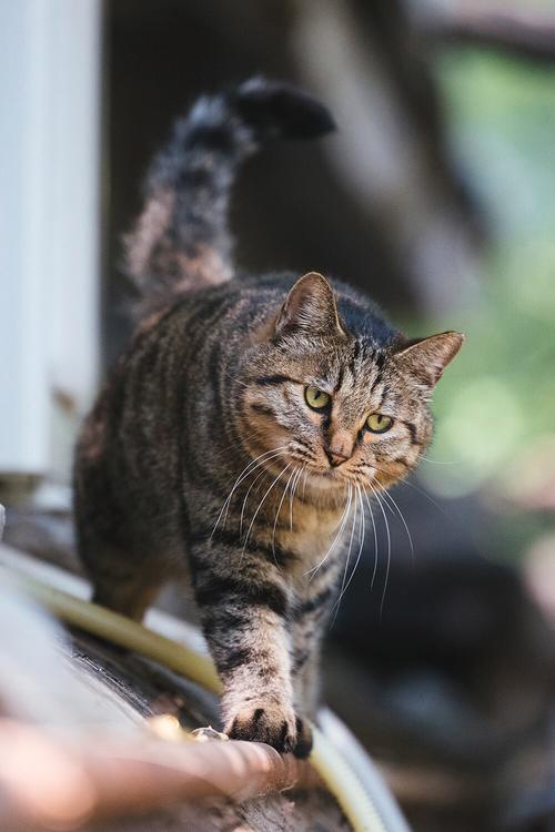 221dd虎虎影院被大家疯狂转发，平台回应：感谢大家的支持