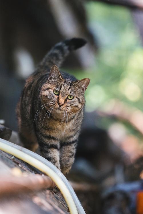 221dd虎虎影院被大家疯狂转发，平台回应：感谢大家的支持