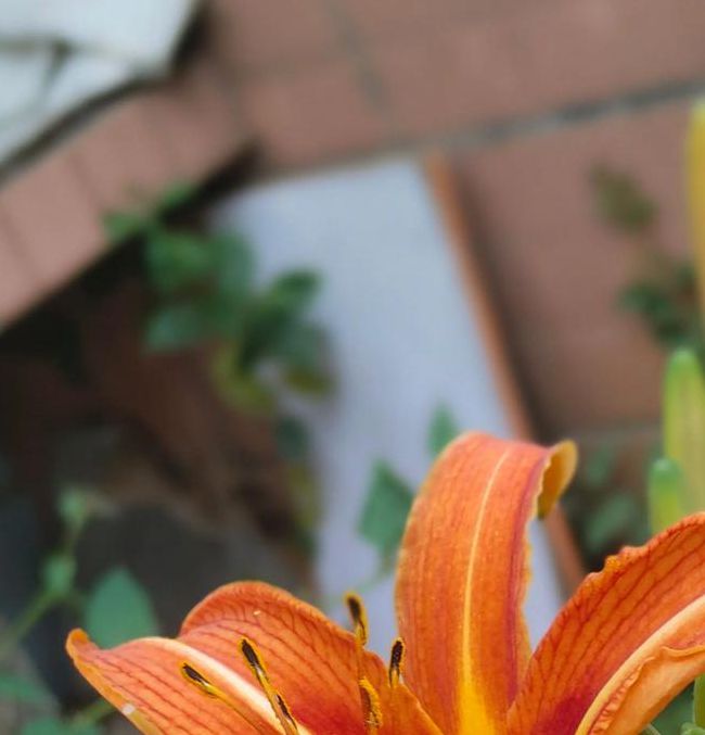 忘忧草768软件下载手机版V6.5.1_忘忧草768软件下载应用下载