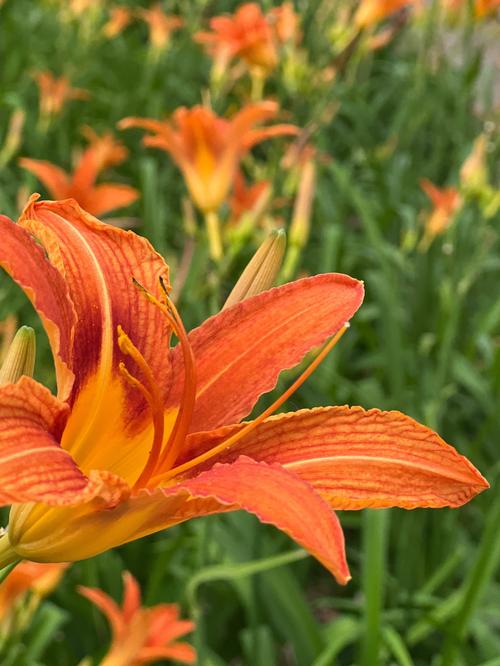 忘忧草768软件下载手机版V6.5.1_忘忧草768软件下载应用下载