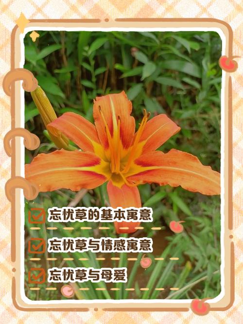 忘忧草视频1.0.8安卓版应用V7.3.5_忘忧草视频1.0.8安卓版软件下载 忘忧草视频1.0.8安卓版应用V7.3.5_忘忧草视频1.0.8安卓版软件下载