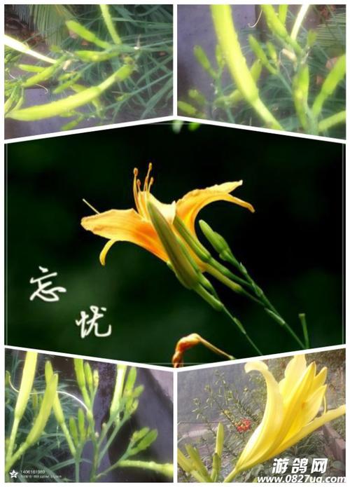 忘忧草视频1.0.8安卓版应用V7.3.5_忘忧草视频1.0.8安卓版软件下载