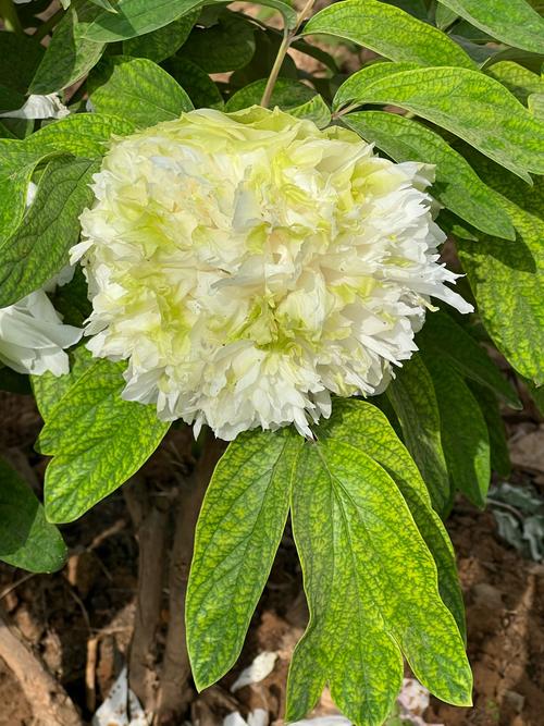 国色天香视频社区最新版V4.4.1_国色天香视频社区软件