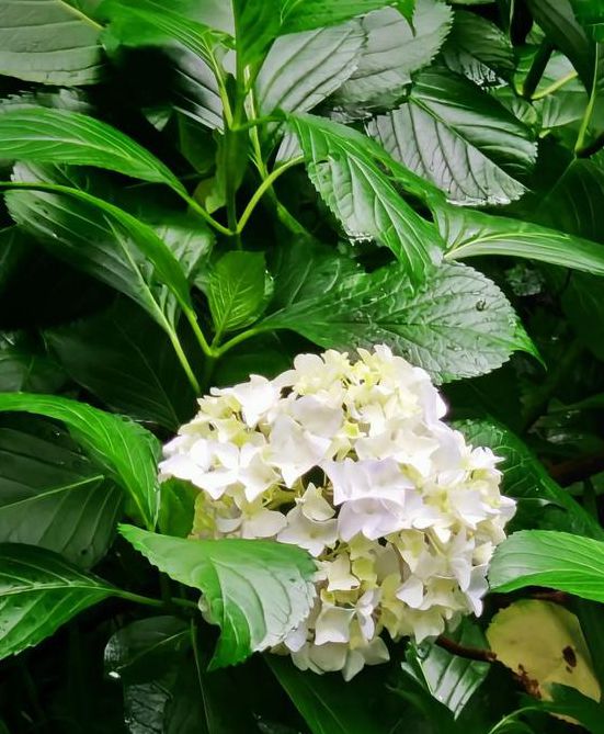 仙踪林2022年入口手机版V8.5.3_仙踪林2022年入口APP