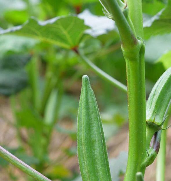 下载污api秋葵可免费观看，网友：超赞