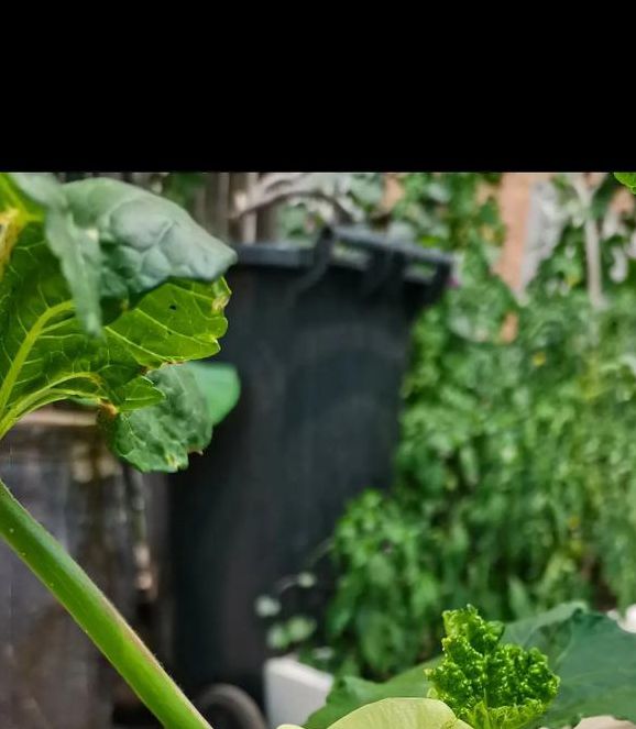 下载污api秋葵可免费观看，网友：超赞