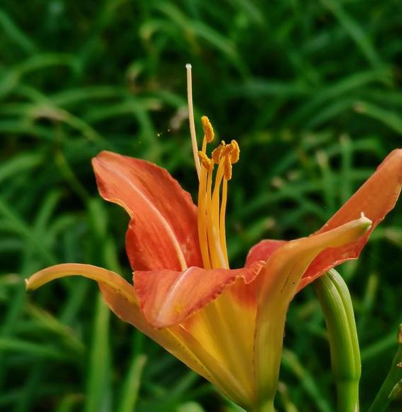 忘忧草社区中文软件据说被人恶意抹黑，网友：黑粉造谣