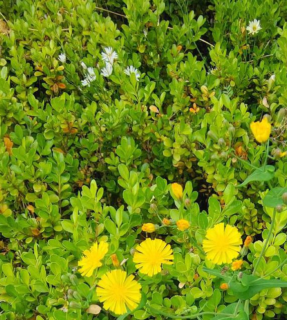 野花社区高清视频精品更新了，网友：晚上必看！