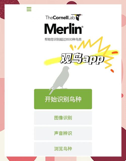 雏鸟短视频汅api免费版创造升级版，网友：这就来体验！