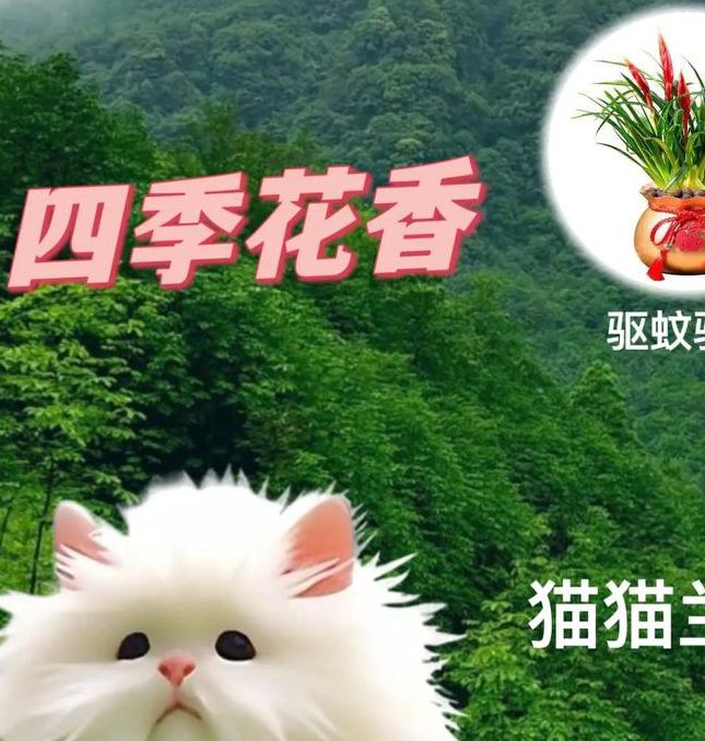 花猫视频安卓版